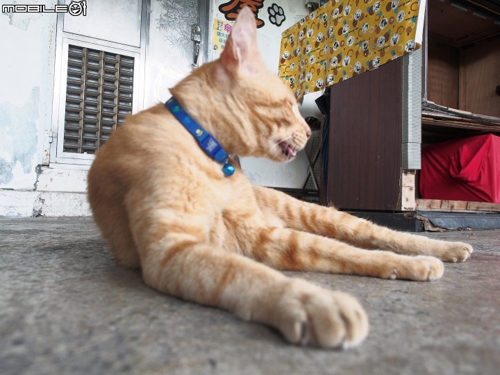 新北市 瑞芳 猴硐貓村-- 想找貓兒療癒的，請來這裡!