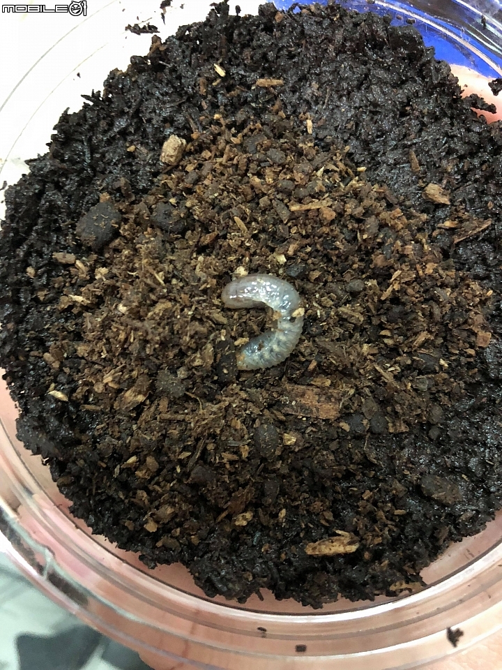 [分享] 台灣獨角仙