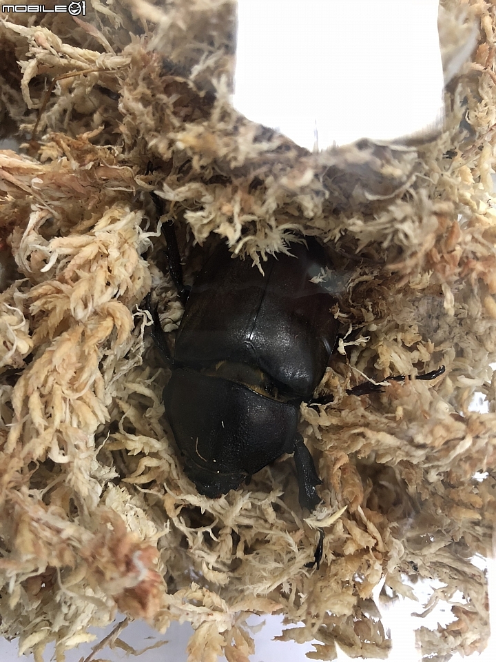 [分享] 台灣獨角仙