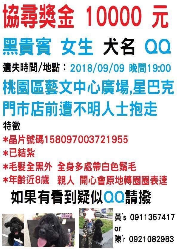 桃園幫忙找狗狗_黑貴賓