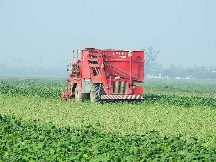 Nikon P900記錄紅豆的採收，和毛豆非常不同哦！忽然想吃萬丹紅豆餅。