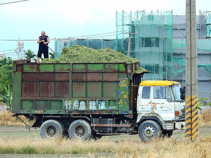 Nikon P900記錄紅豆的採收，和毛豆非常不同哦！忽然想吃萬丹紅豆餅。