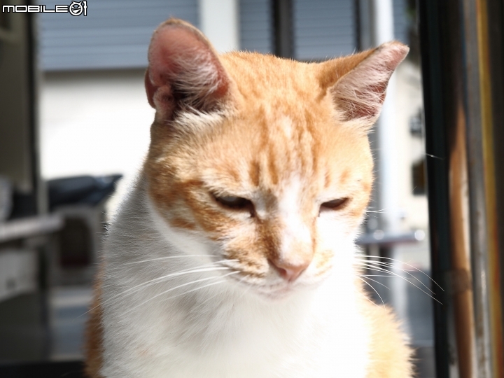 新北市 瑞芳 猴硐貓村-- 想找貓兒療癒的，請來這裡!