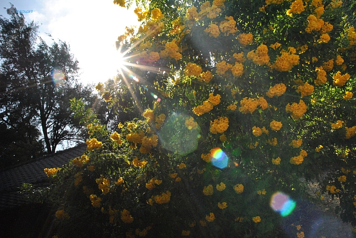 9年CCD最後的榮光【NIKON D3000】