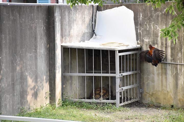 雞龜同籠續篇：公雞賴著不走，要和蘇卡達住在一起。
