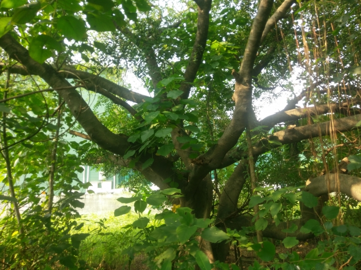 大樹如何處理