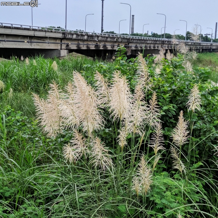 芒花 台南市後壁區台一線八掌溪橋二側 09/16