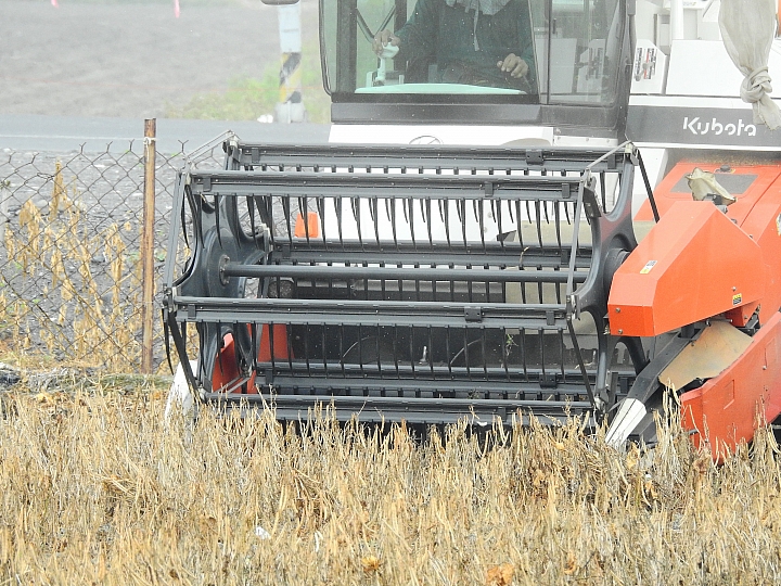 Nikon P900記錄紅豆的採收，和毛豆非常不同哦！忽然想吃萬丹紅豆餅。