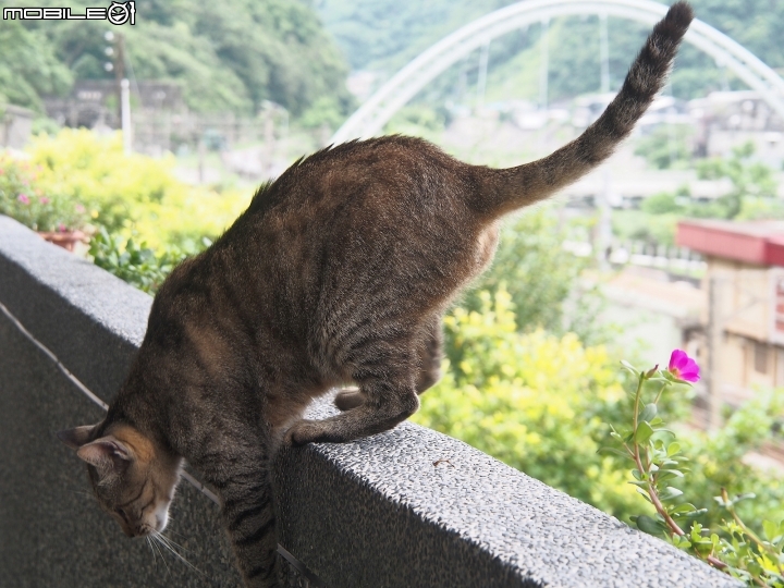 新北市 瑞芳 猴硐貓村-- 想找貓兒療癒的，請來這裡!