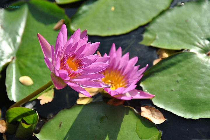 9年CCD最後的榮光【NIKON D3000】