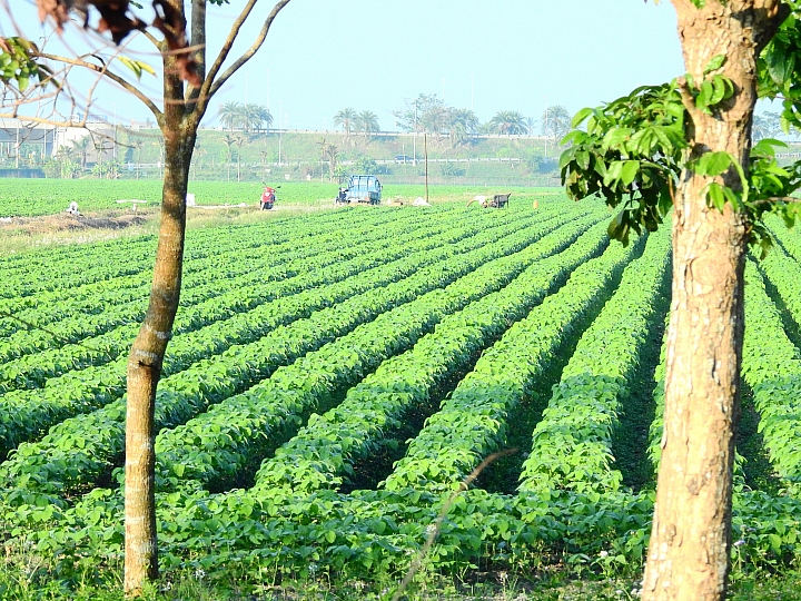 Nikon P900記錄紅豆的採收，和毛豆非常不同哦！忽然想吃萬丹紅豆餅。