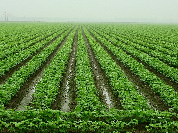 Nikon P900記錄紅豆的採收，和毛豆非常不同哦！忽然想吃萬丹紅豆餅。