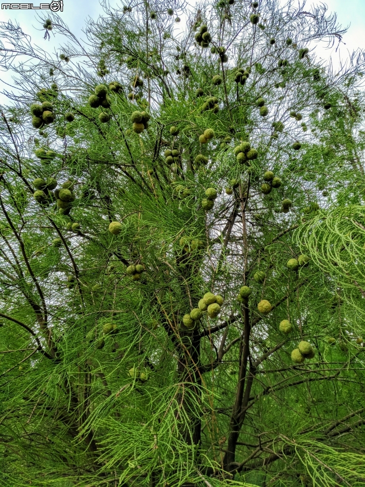 落羽松毬果 台南市六甲區菁蒲埤  09/16