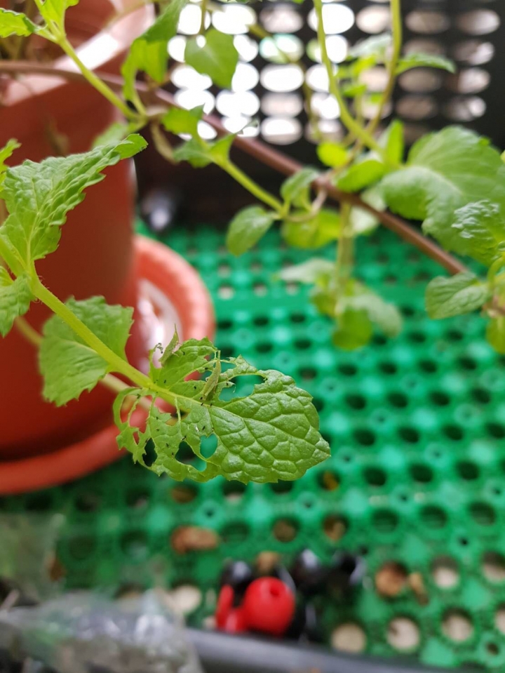 誰可以救救我的薄荷 好多綠蟲
