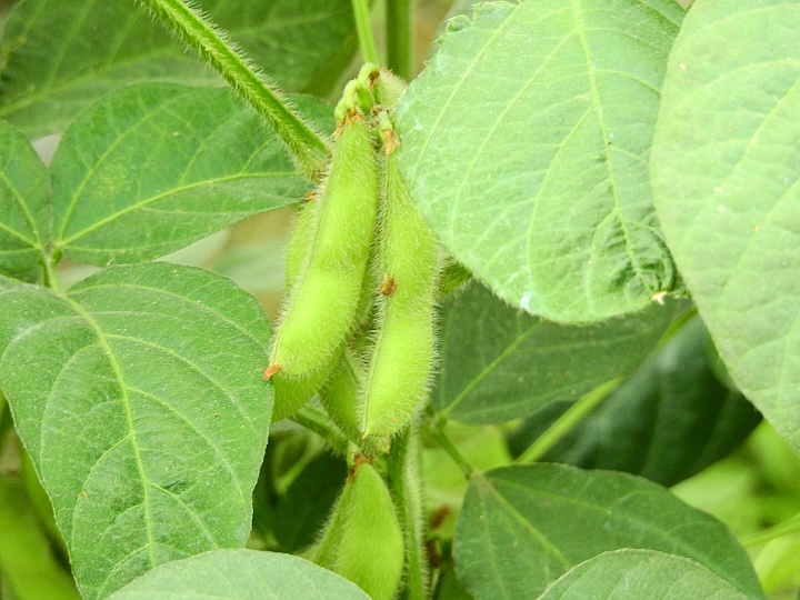 Nikon P900記錄紅豆的採收，和毛豆非常不同哦！忽然想吃萬丹紅豆餅。