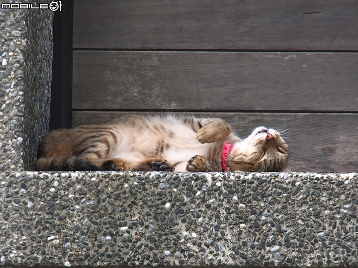 新北市 瑞芳 猴硐貓村-- 想找貓兒療癒的，請來這裡!