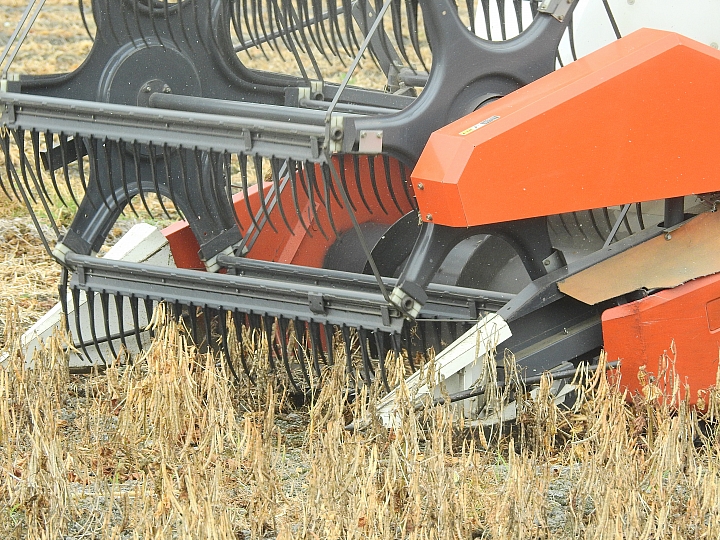 Nikon P900記錄紅豆的採收，和毛豆非常不同哦！忽然想吃萬丹紅豆餅。