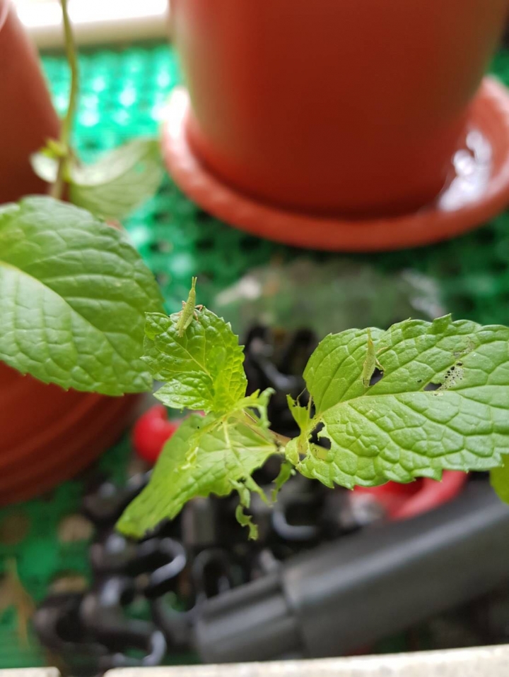 誰可以救救我的薄荷 好多綠蟲