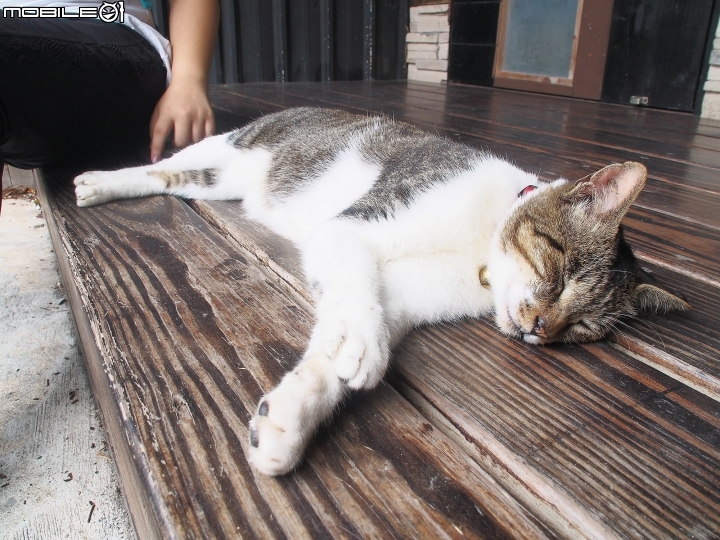 新北市 瑞芳 猴硐貓村-- 想找貓兒療癒的，請來這裡!