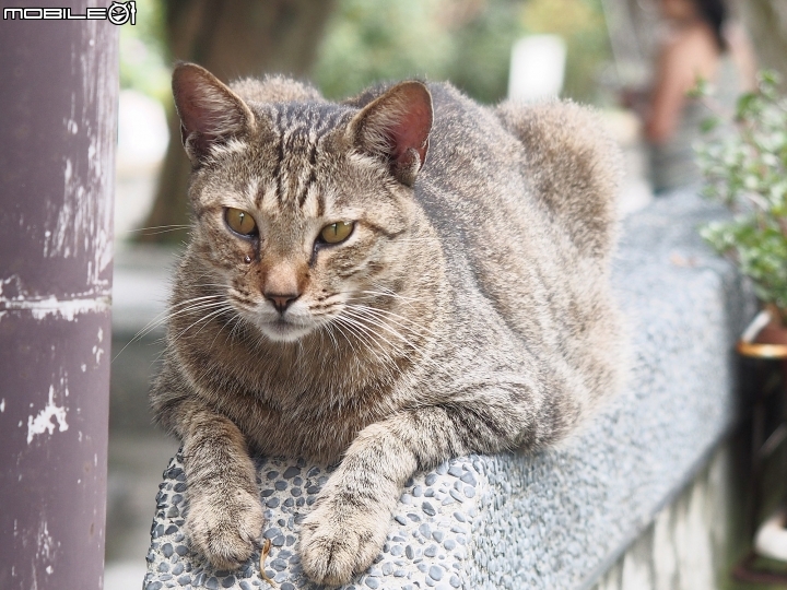 新北市 瑞芳 猴硐貓村-- 想找貓兒療癒的，請來這裡!