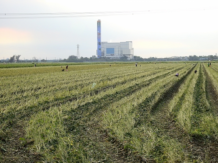 Nikon P900記錄紅豆的採收，和毛豆非常不同哦！忽然想吃萬丹紅豆餅。