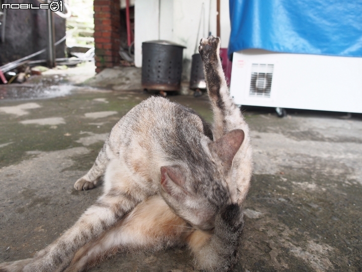 新北市 瑞芳 猴硐貓村-- 想找貓兒療癒的，請來這裡!