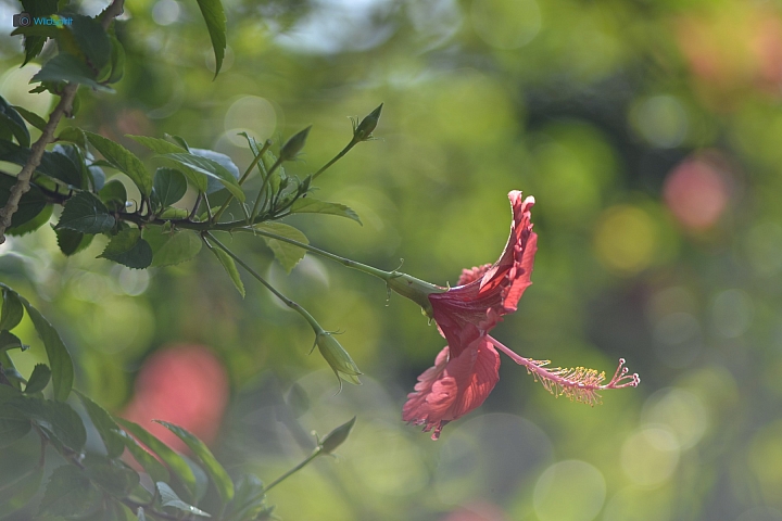 39年的長焦近攝鏡【TAMRON Adaptall 135mm f/2.5 (03B)】