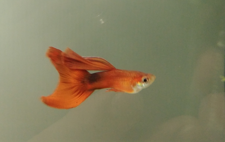 <高雄 贈送> 我這裡有多的孔雀魚 品系是全紅 不過只有母魚 有人要嗎？