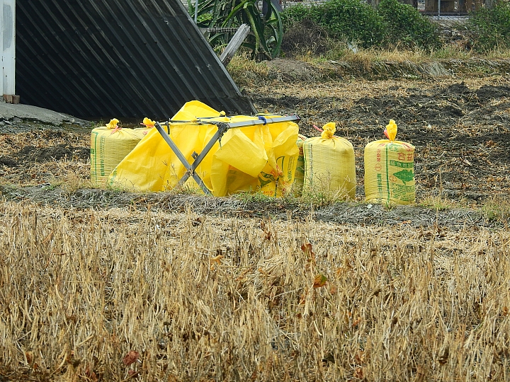 Nikon P900記錄紅豆的採收，和毛豆非常不同哦！忽然想吃萬丹紅豆餅。