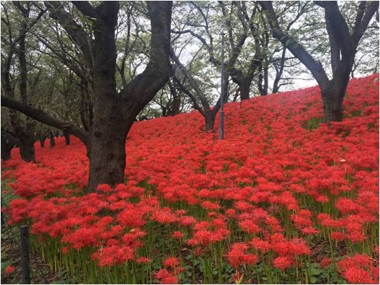 埼玉縣 秋天紅葉的前哨站曼珠沙華彼岸花 悅遊日本 Mobile01