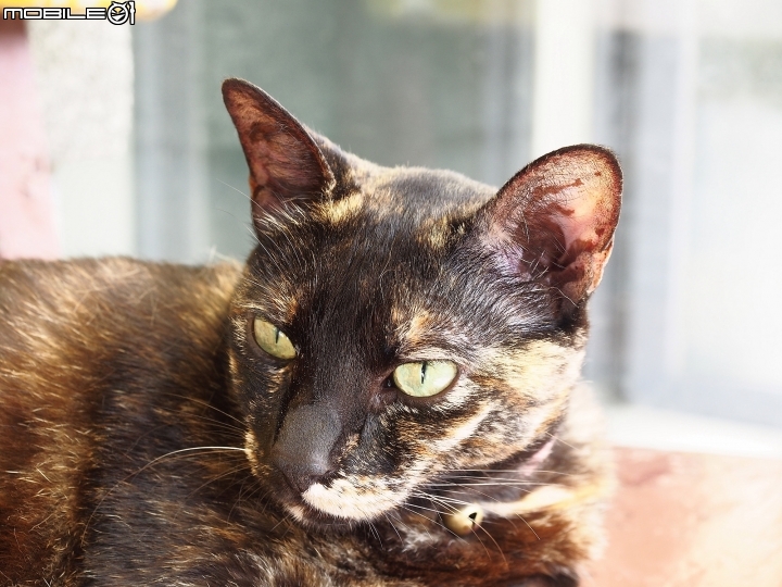 新北市 瑞芳 猴硐貓村-- 想找貓兒療癒的，請來這裡!
