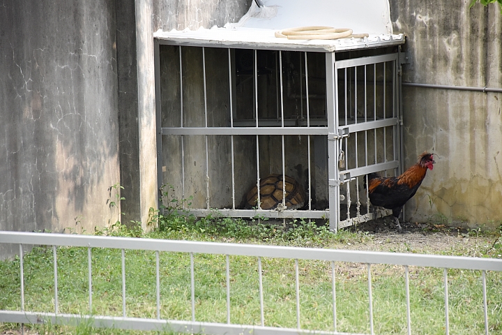 雞龜同籠續篇：公雞賴著不走，要和蘇卡達住在一起。