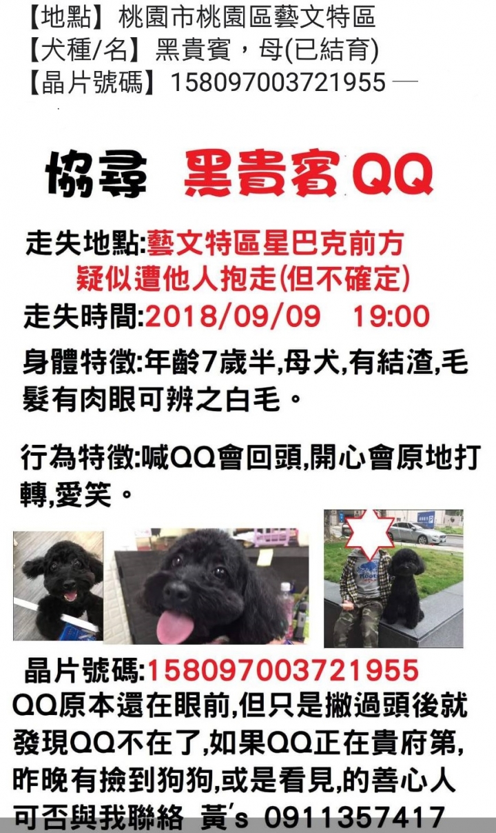 桃園幫忙找狗狗_黑貴賓