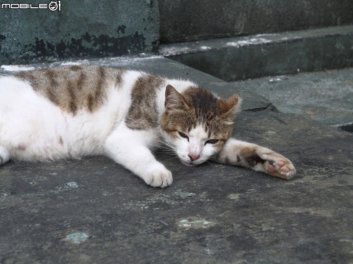 新北市 瑞芳 猴硐貓村-- 想找貓兒療癒的，請來這裡!