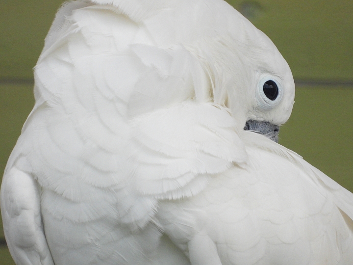 Nikon P1000拍鳥且拍下一段斑文鳥的求偶舞，並比較D850+600+1.4X。