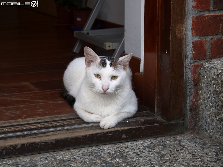 新北市 瑞芳 猴硐貓村-- 想找貓兒療癒的，請來這裡!