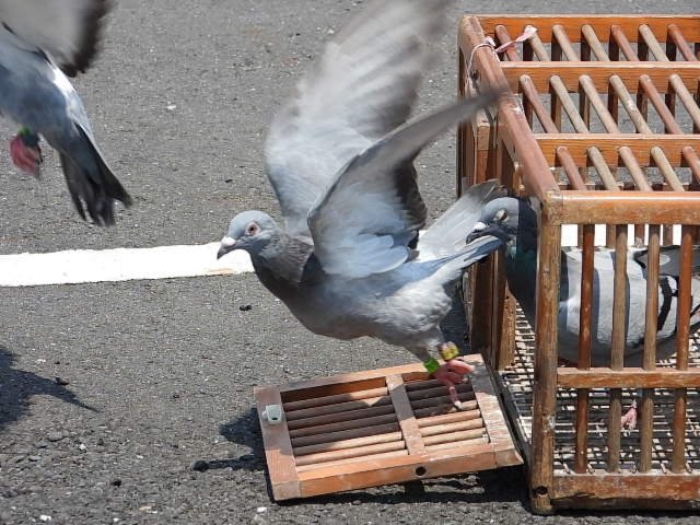 Nikon P1000拍鳥且拍下一段斑文鳥的求偶舞，並比較D850+600+1.4X。