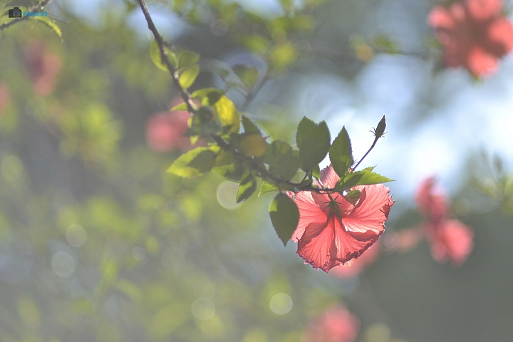 39年的長焦近攝鏡【TAMRON Adaptall 135mm f/2.5 (03B)】