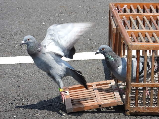 Nikon P1000拍鳥且拍下一段斑文鳥的求偶舞，並比較D850+600+1.4X。