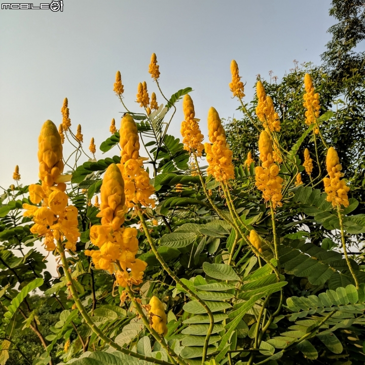 翅果鐵刀木+芒花 台南市曾文溪堤防麻豆段 09/16