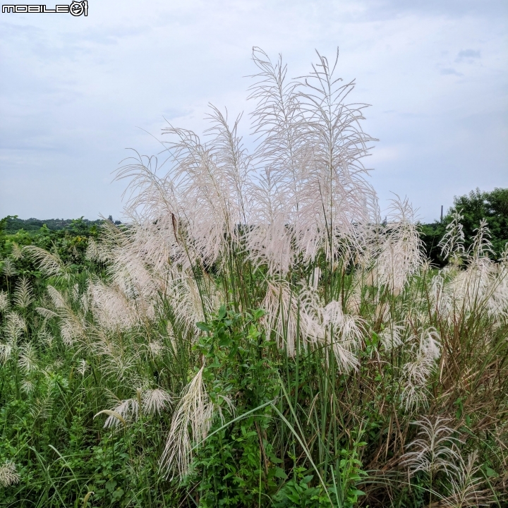 芒花 台南市後壁區台一線八掌溪橋二側 09/16