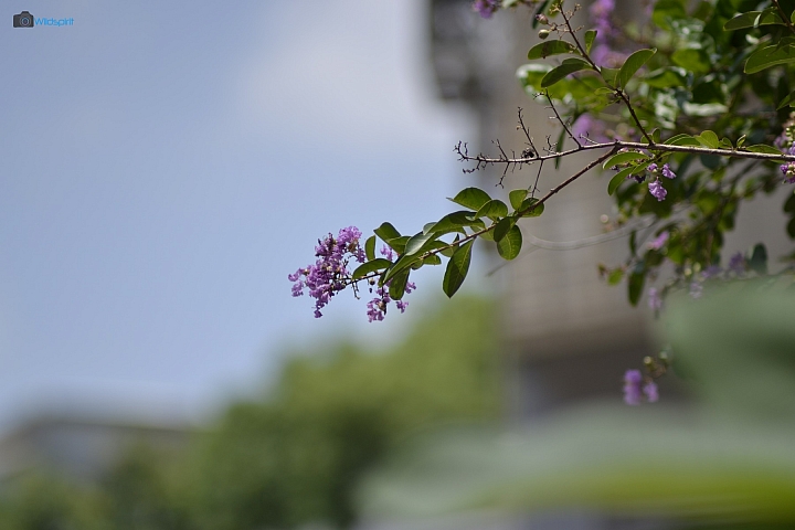 39年的長焦近攝鏡【TAMRON Adaptall 135mm f/2.5 (03B)】