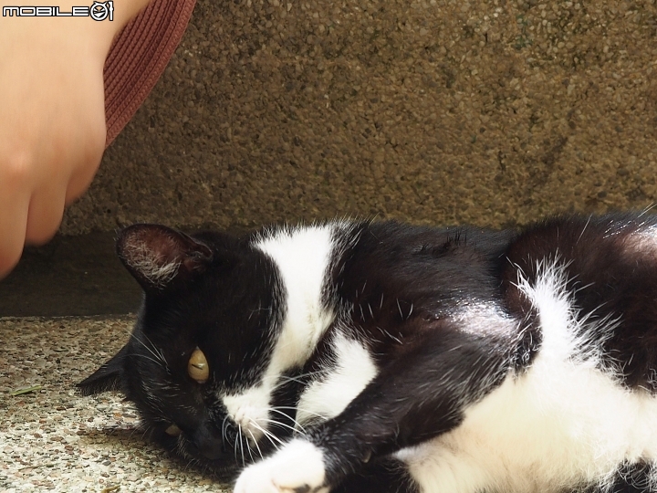 新北市 瑞芳 猴硐貓村-- 想找貓兒療癒的，請來這裡!