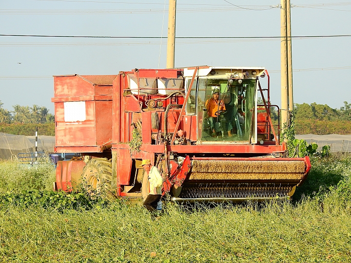 Nikon P900記錄紅豆的採收，和毛豆非常不同哦！忽然想吃萬丹紅豆餅。