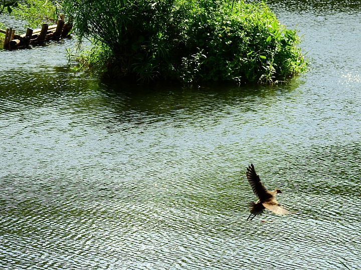 Nikon P900記錄紅豆的採收，和毛豆非常不同哦！忽然想吃萬丹紅豆餅。