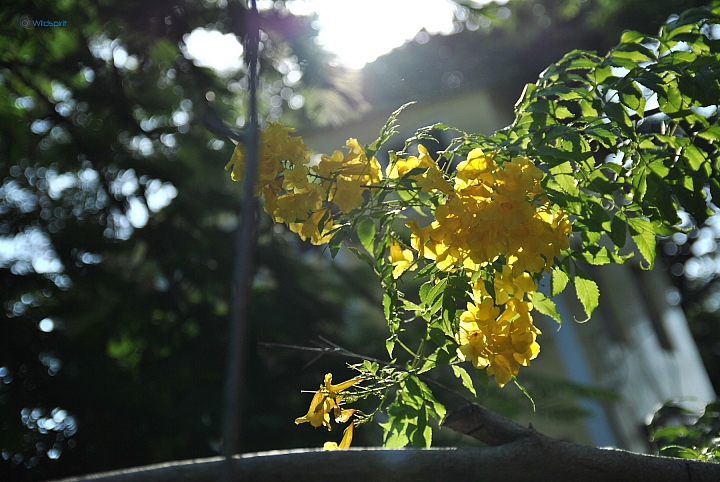 9年CCD最後的榮光【NIKON D3000】