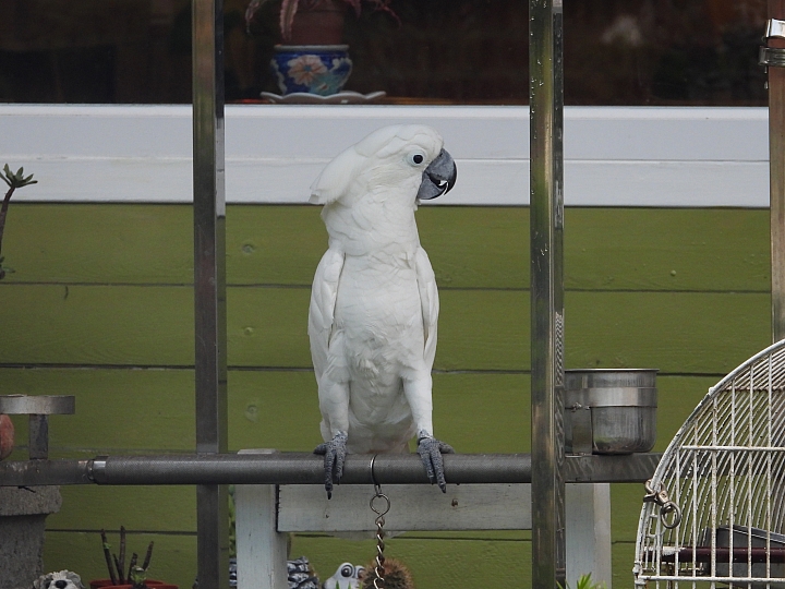 Nikon P1000拍鳥且拍下一段斑文鳥的求偶舞，並比較D850+600+1.4X。