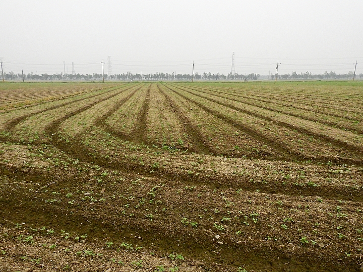 Nikon P900記錄紅豆的採收，和毛豆非常不同哦！忽然想吃萬丹紅豆餅。