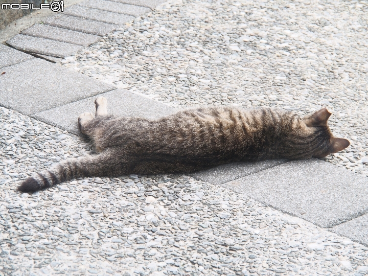 新北市 瑞芳 猴硐貓村-- 想找貓兒療癒的，請來這裡!