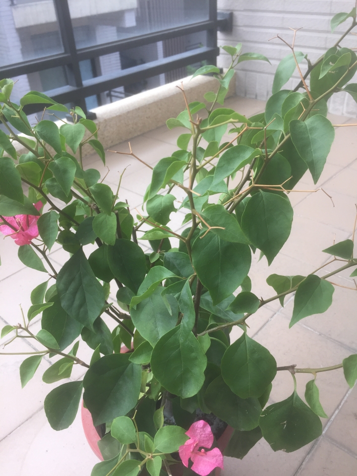九重葛不開花